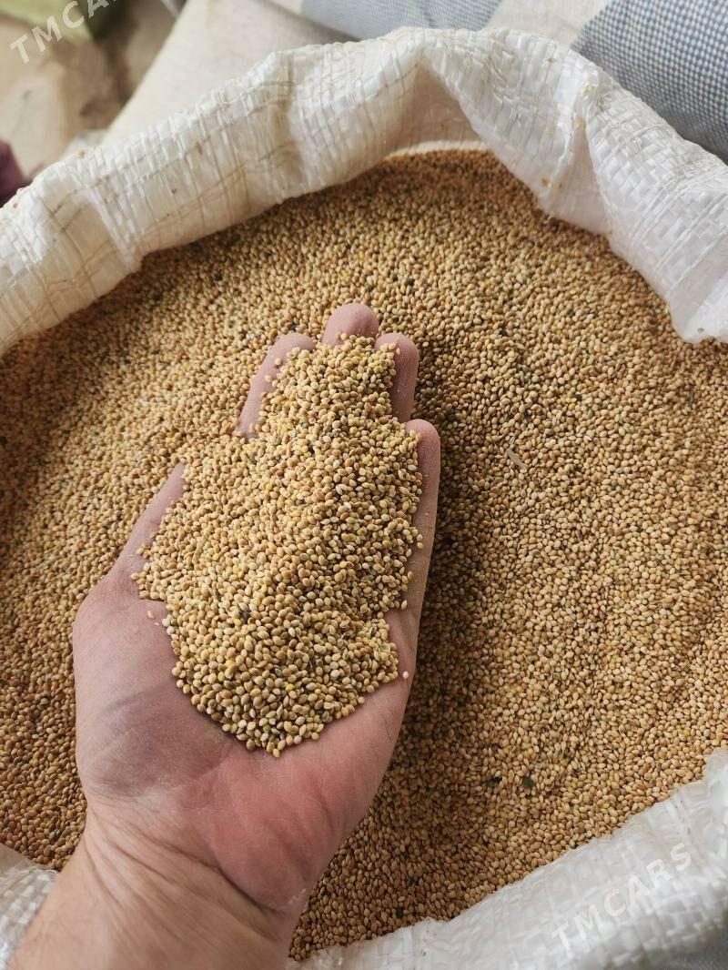 Dary - Tejen - img 1