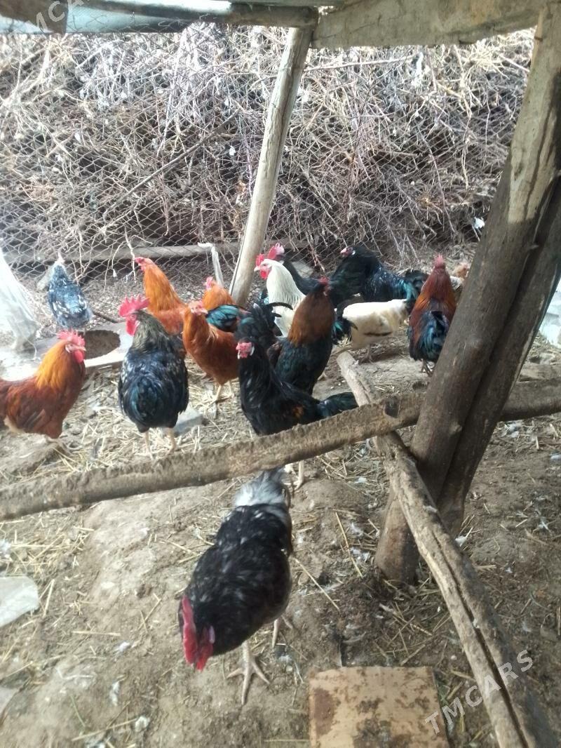 horazlar - Sakar - img 1