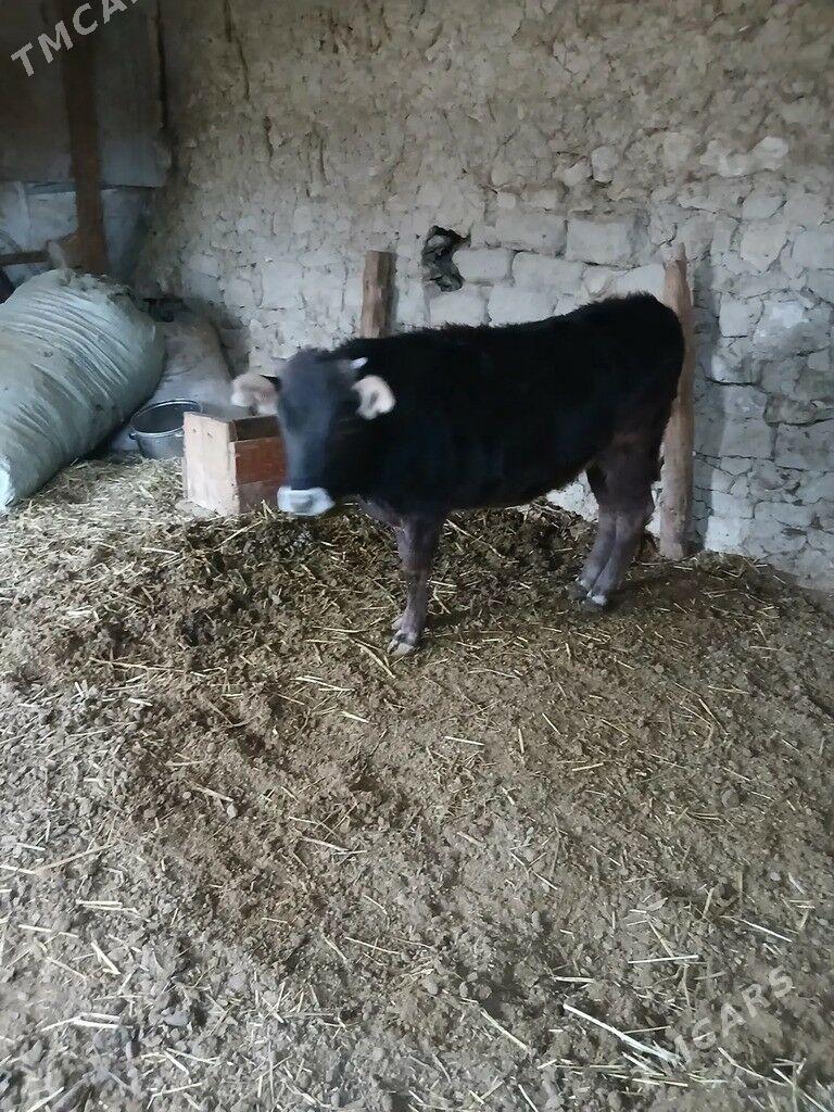 Tüwe - Bäherden - img 1