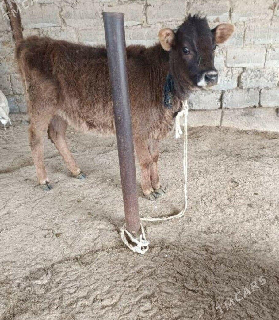 TÜWE TOHIM MAL - Ашхабад - img 1