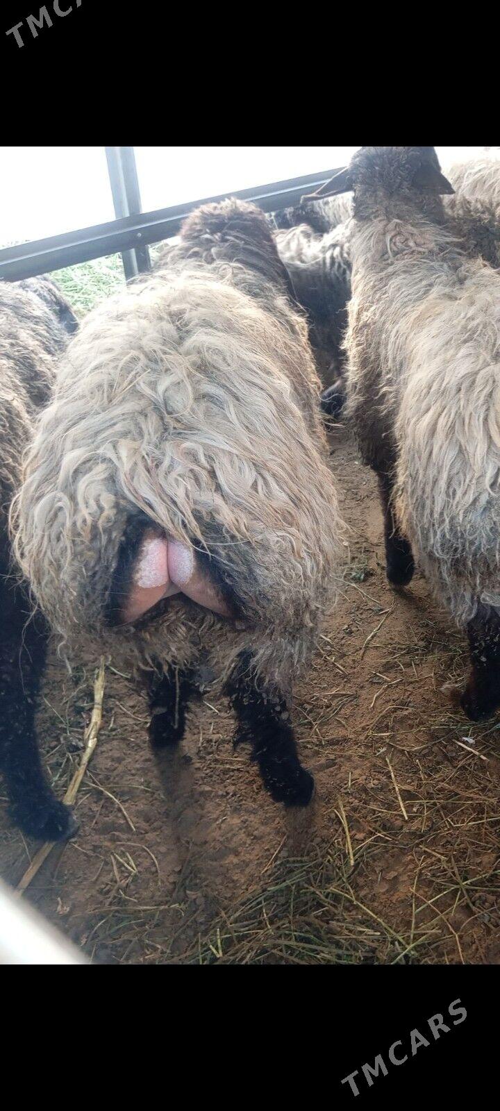 issek bakylan - Ашхабад - img 1