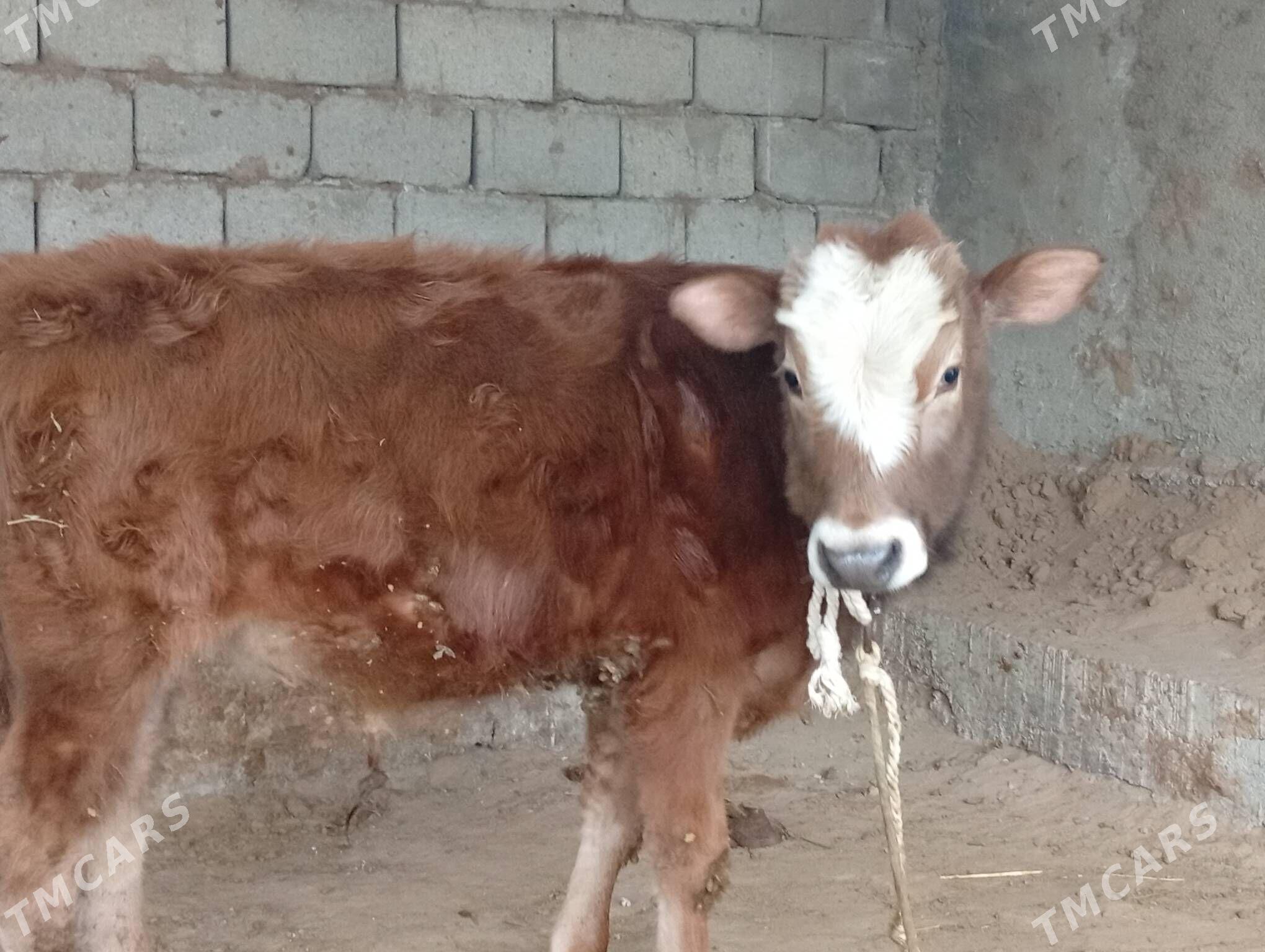 Simental öküz - Гёкдепе - img 1