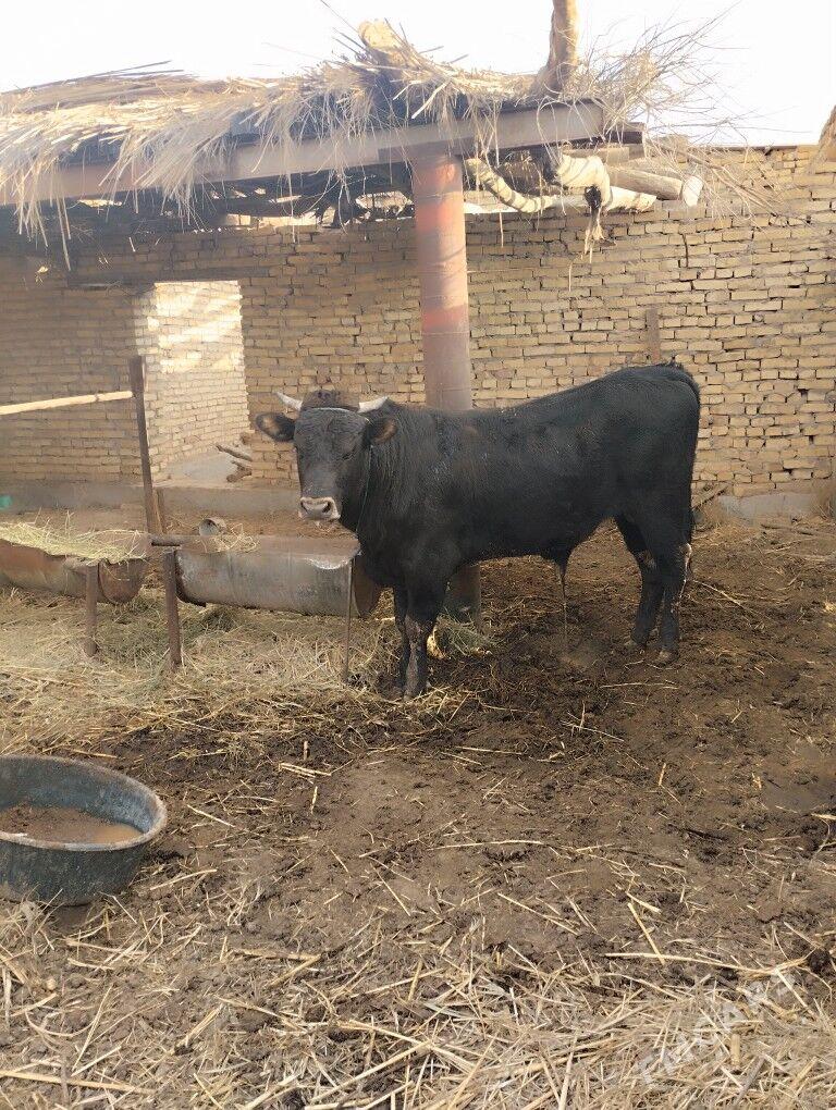 Öküzler - Farap - img 1