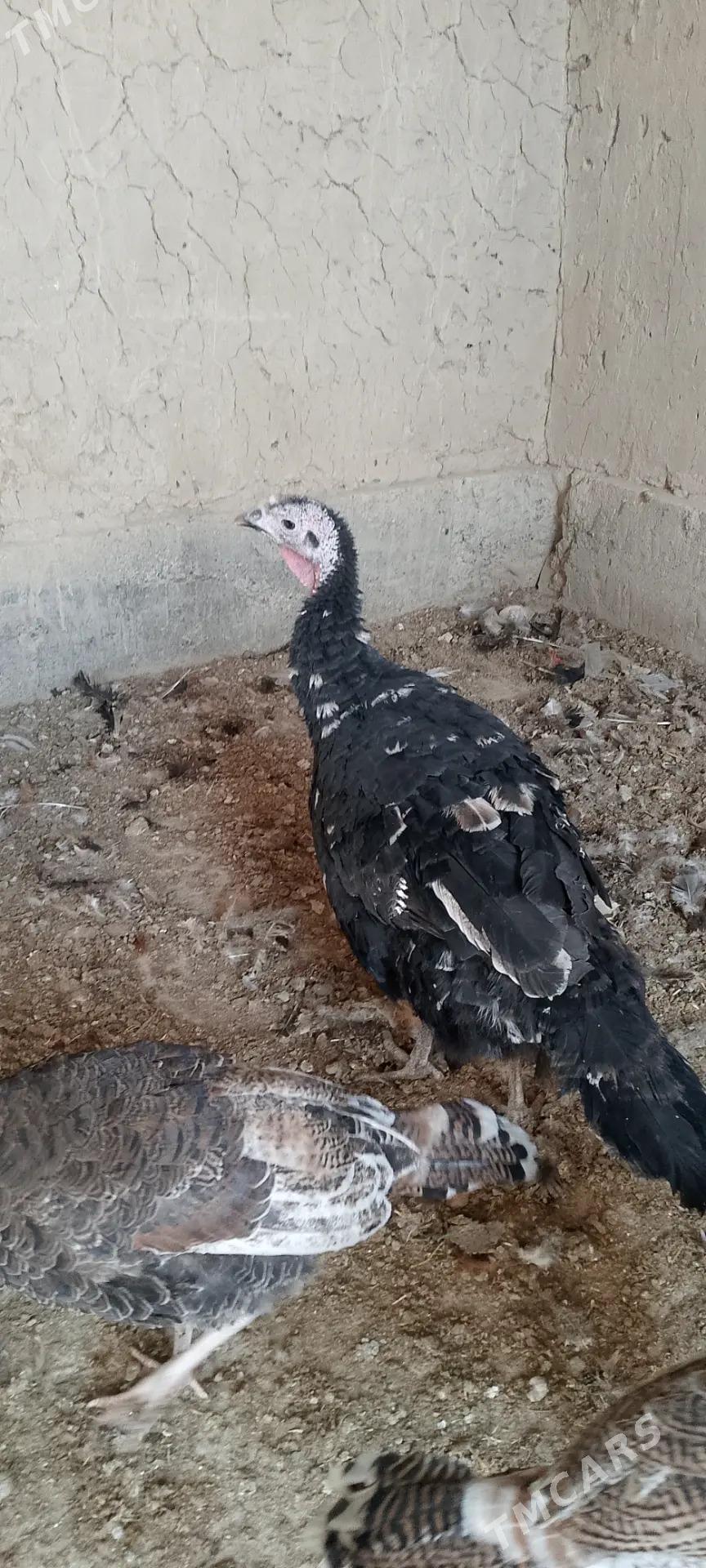 induk ene makiler - Kaka - img 1