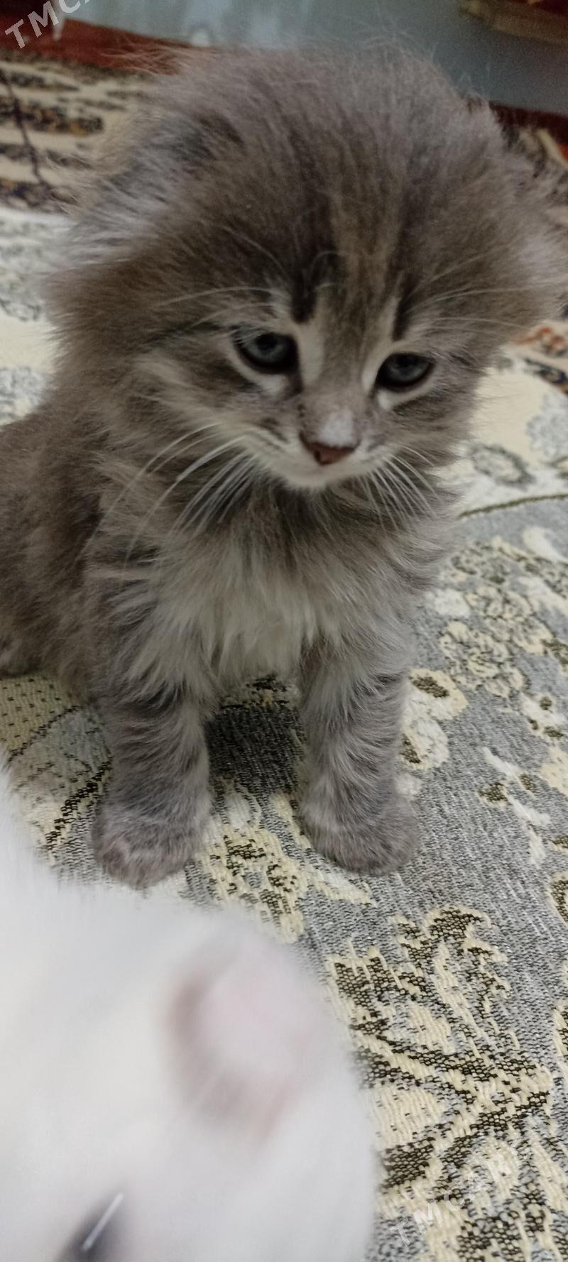 paroda pisik - Мары - img 1