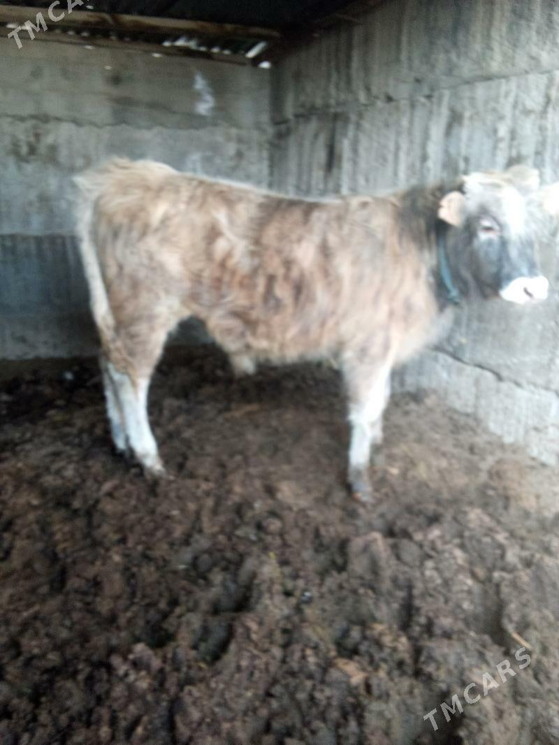 öküz - Büzmeýin - img 1