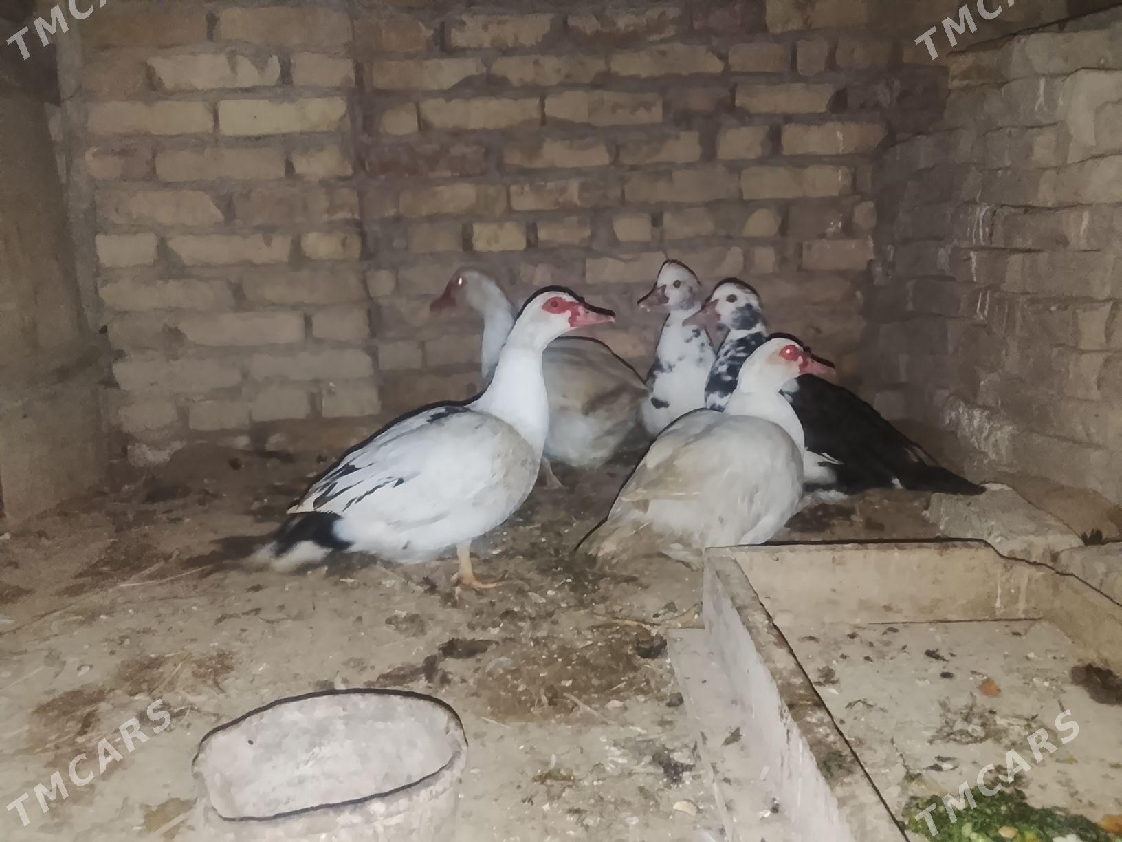 indusga gygrmen - Сакар - img 1