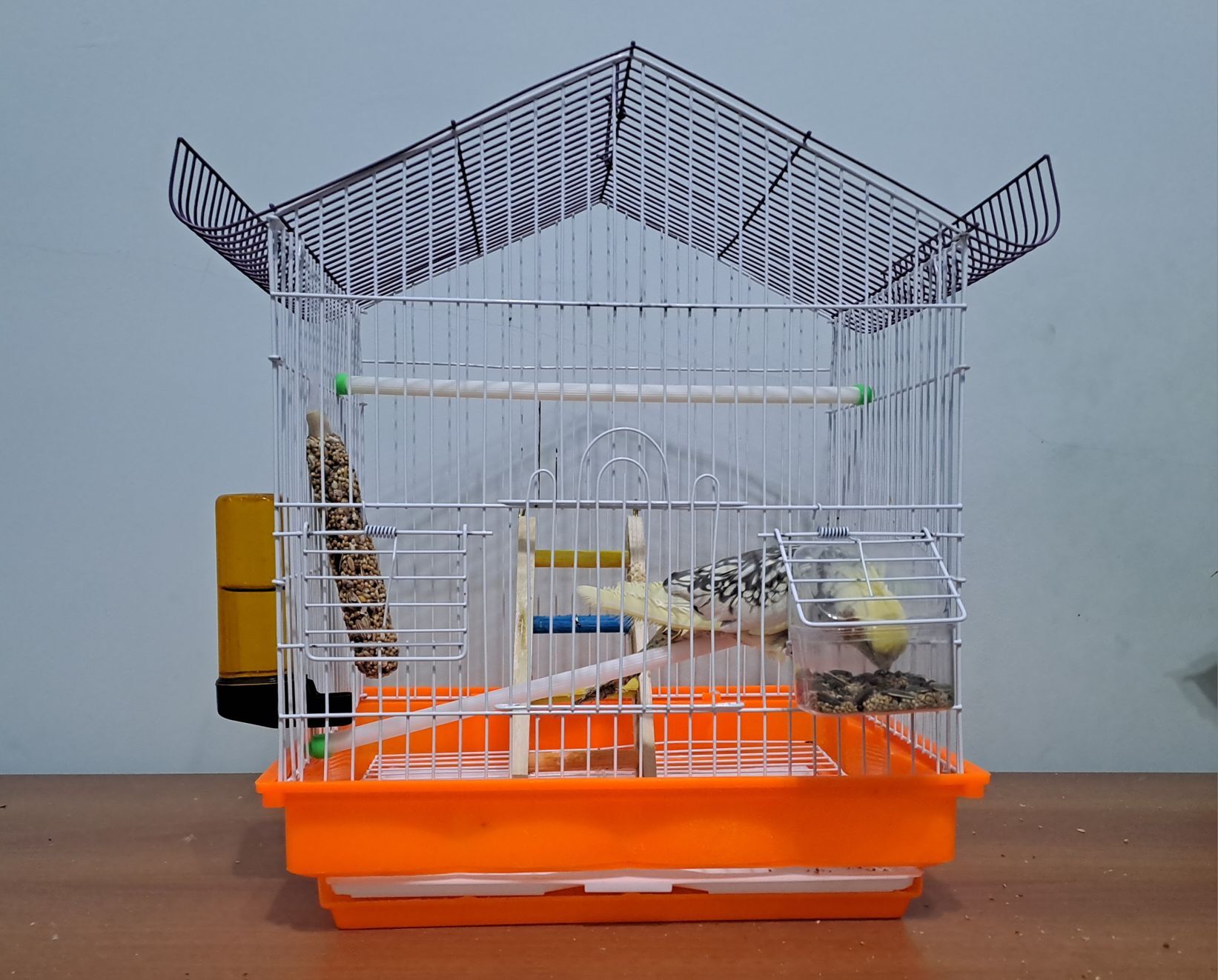 Попугай Карелла - Ашхабад - img 1