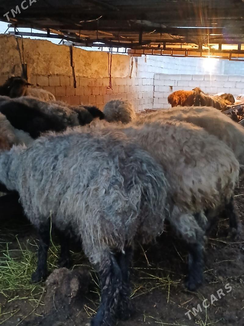 Issek Goyun - Aşgabat - img 1