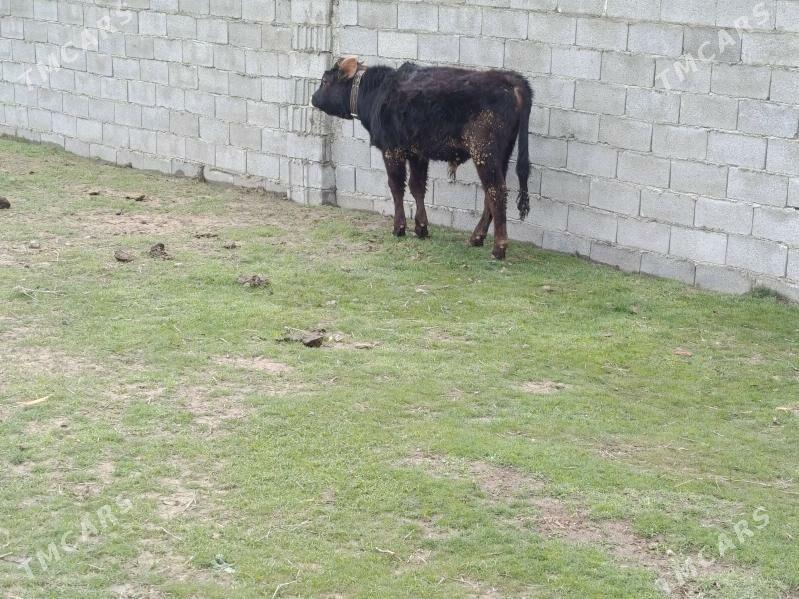 bakyly okuz - Бахарден - img 1