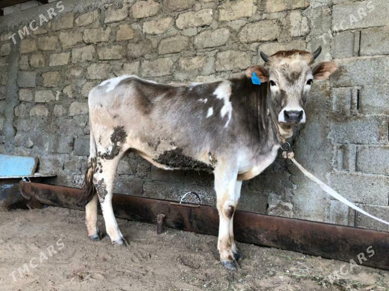 Sivet ALA TÜWE - Çoganly - img 1