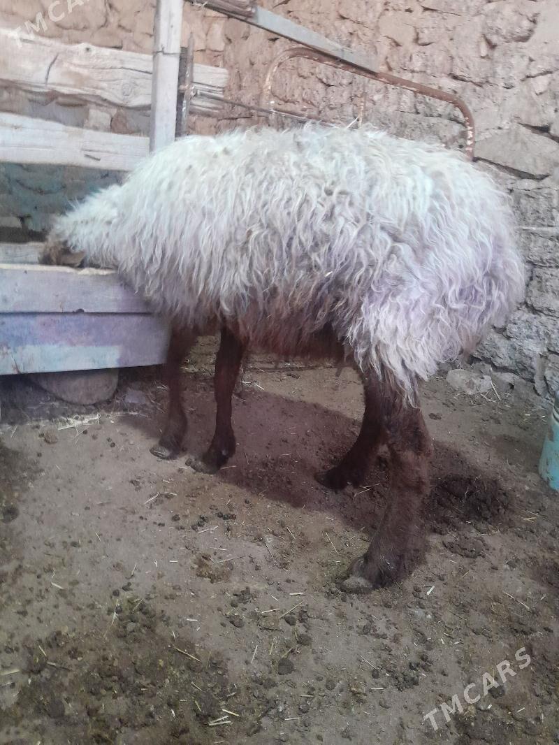 gysyr goyun - Гызыларбат - img 1