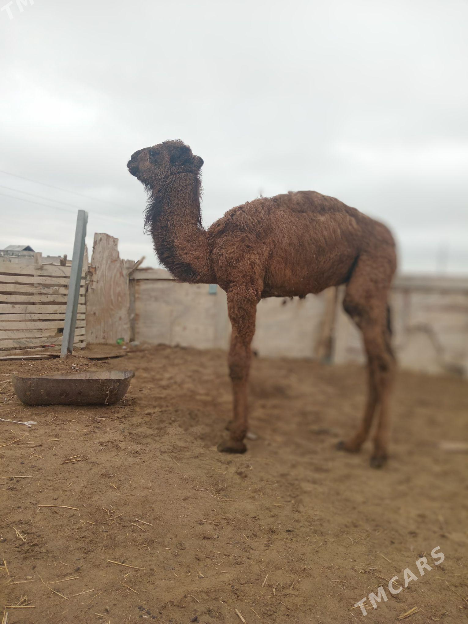 torum mal - Aşgabat - img 1