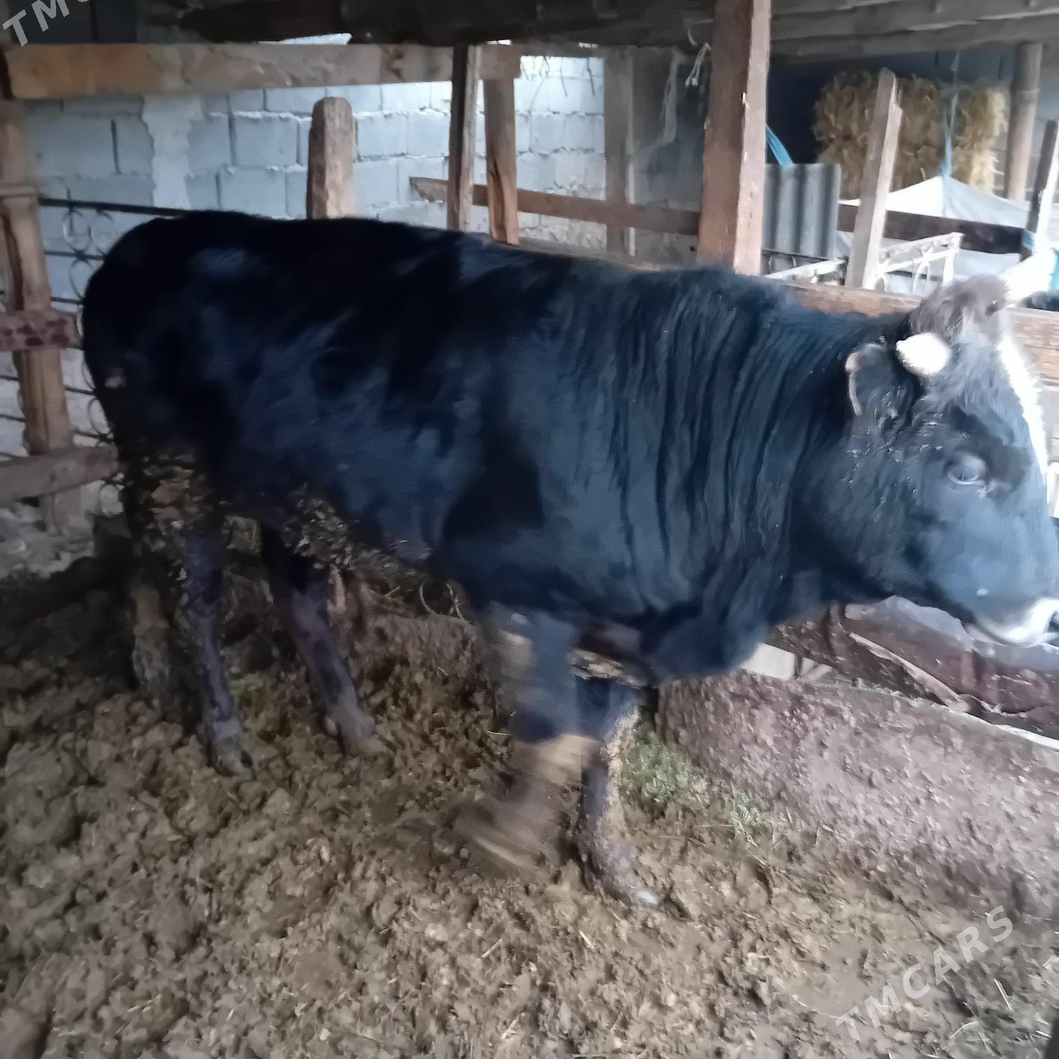 Öküz - Ашхабад - img 1