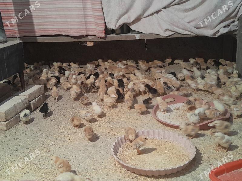 jüje - Бузмеин - img 1