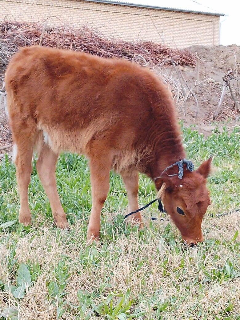 Gulajyn gole - Мургап - img 1