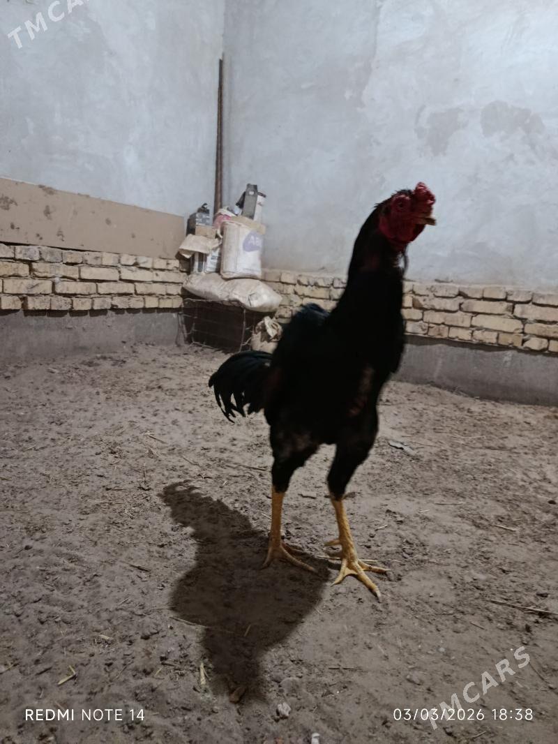 Baýsol - Туркменабат - img 1