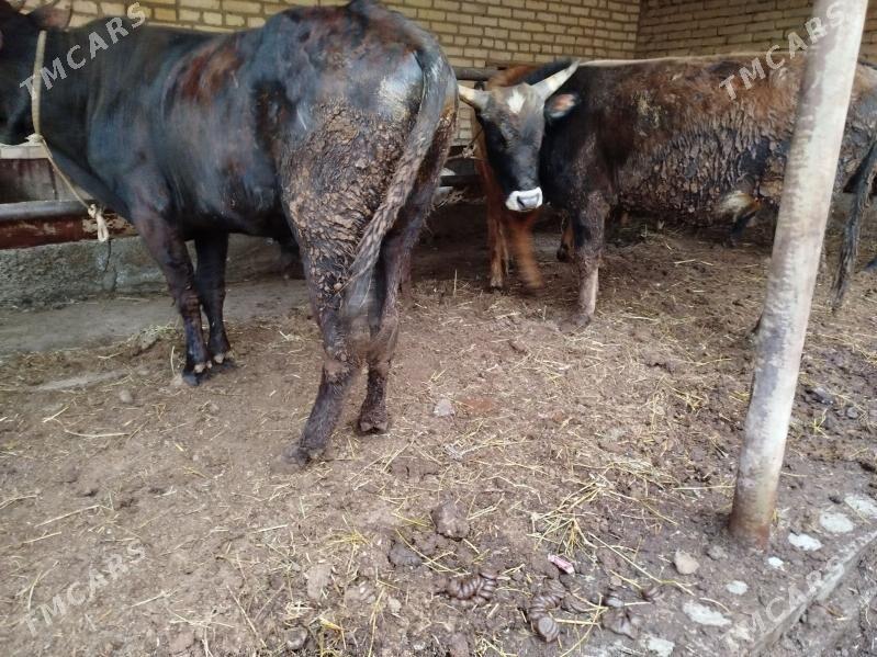 okuzler - Чарджоу - img 1