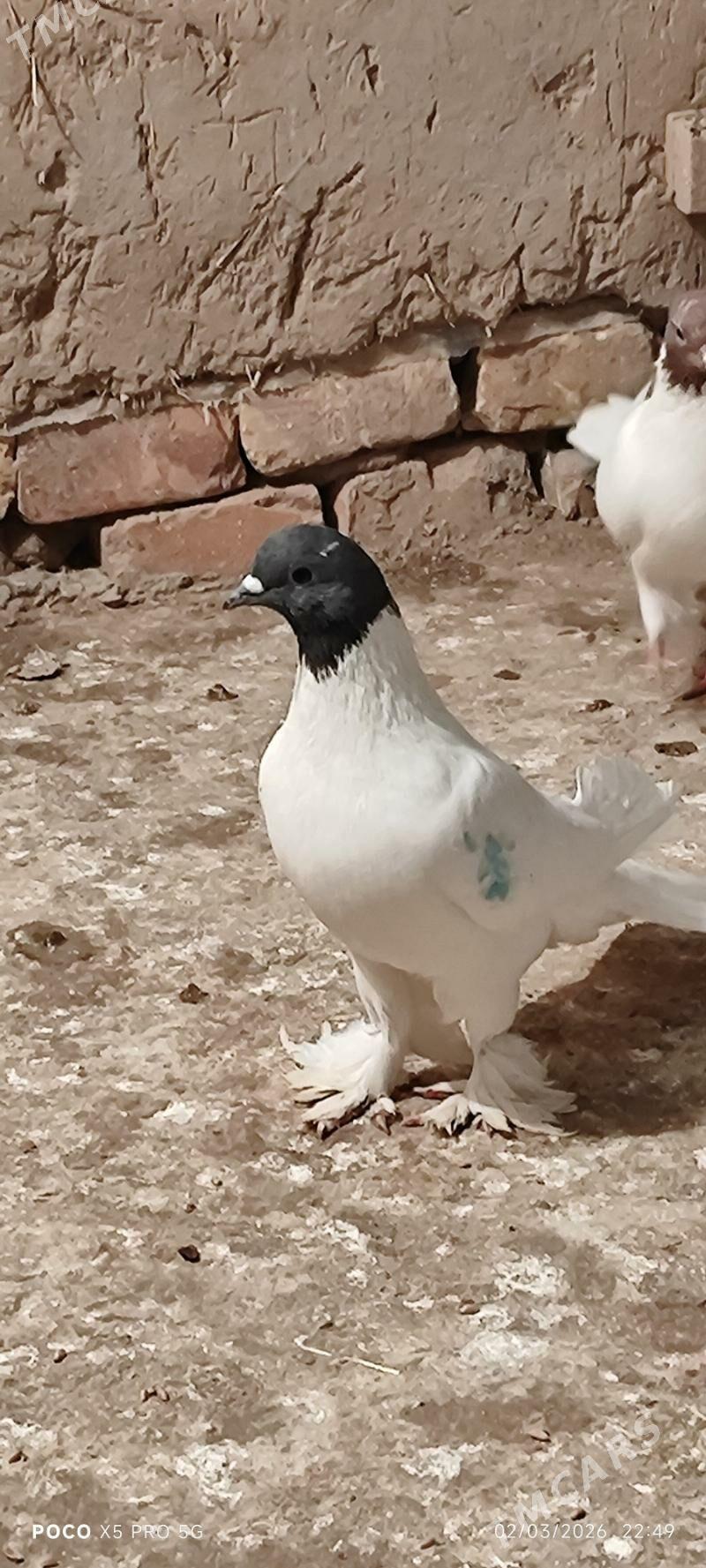 gara kele maska - Дашогуз - img 1