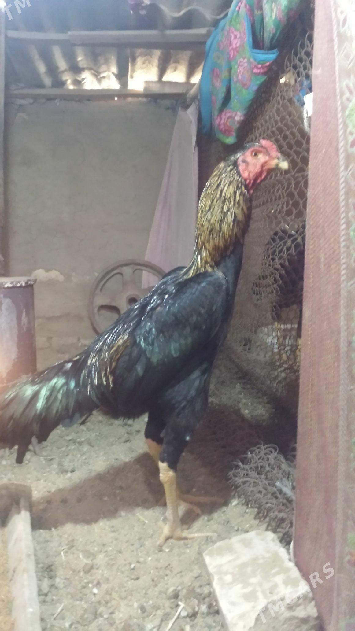 bayes - Векильбазар - img 1