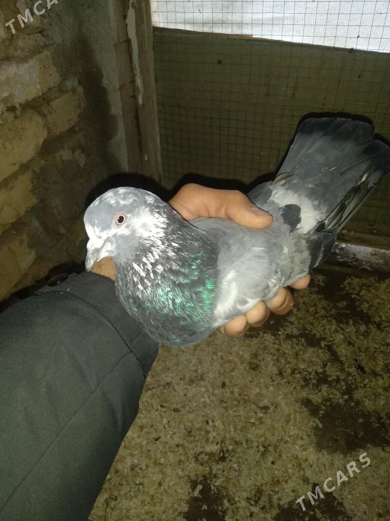 kepter - Туркменабат - img 1