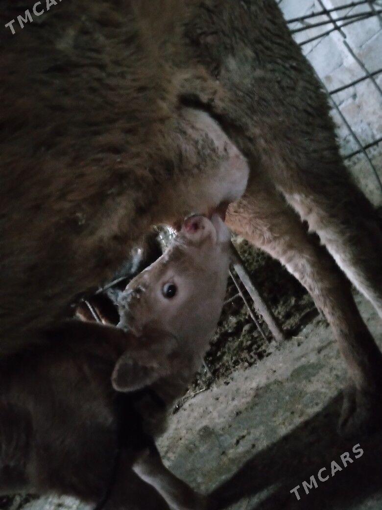 Goleli sygyr - Ялкым - img 1