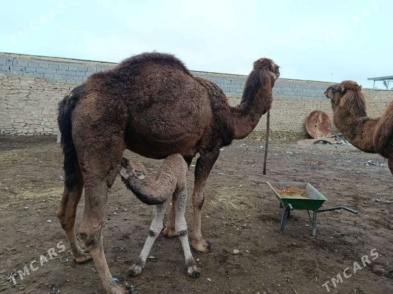 Kosekli düye - Gyzylarbat - img 1