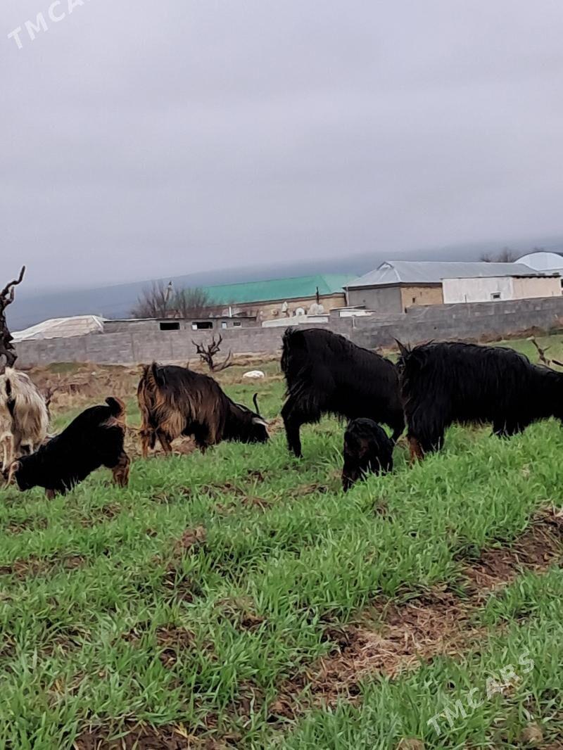 Owlakli Geci - Гёкдепе - img 1