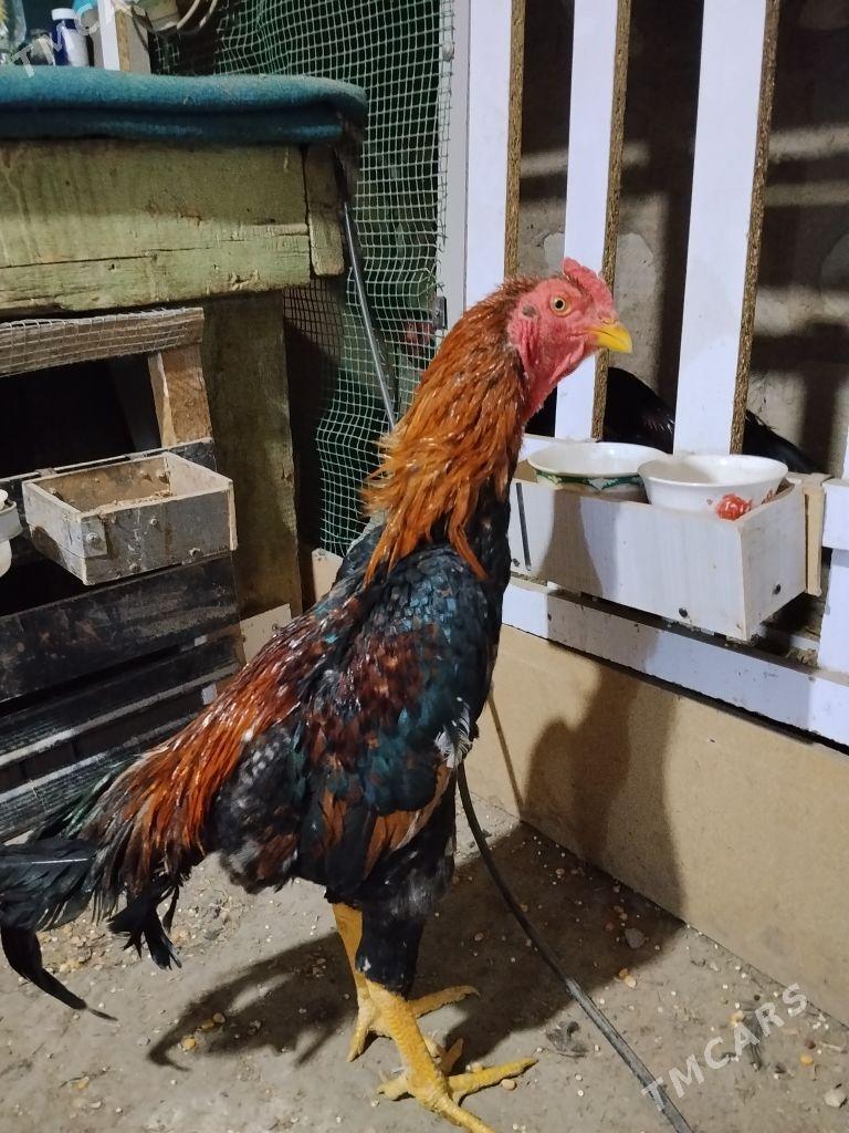 Karey+Shamo - Darganata - img 1