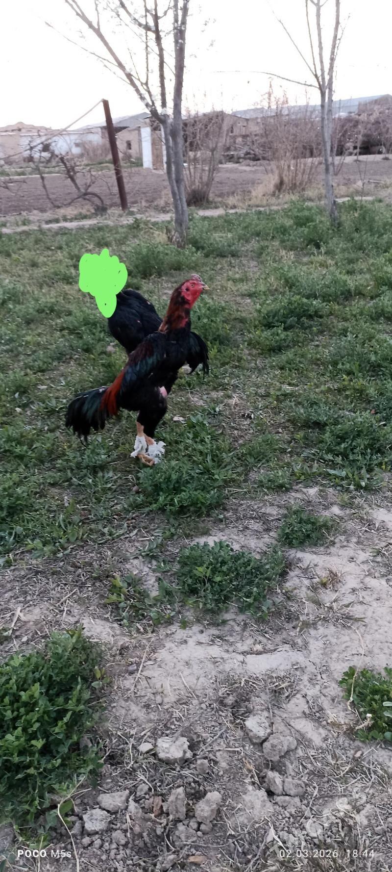 bayes horaz - Wekilbazar - img 1