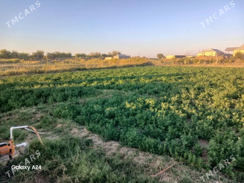 satlyk mellek - Мары - img 1