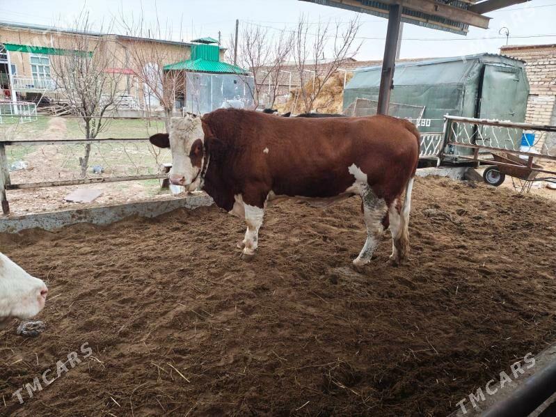 ōý haywanlar - Чарджоу - img 1