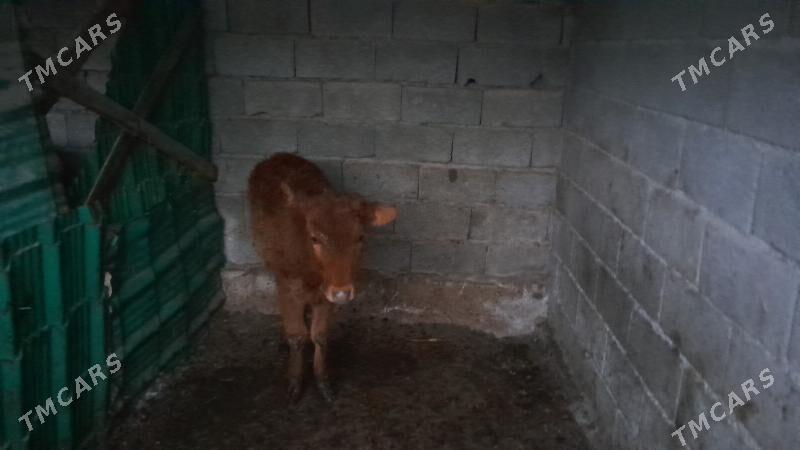 tuwe gole - Ялкым - img 1