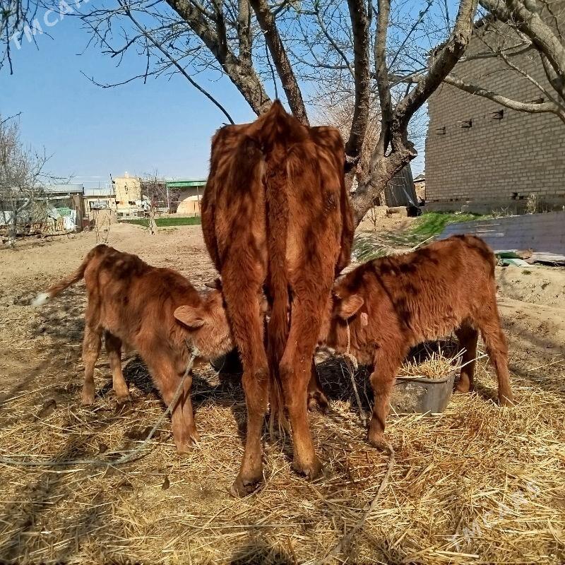 Saglyk sygyr - Сакар - img 1