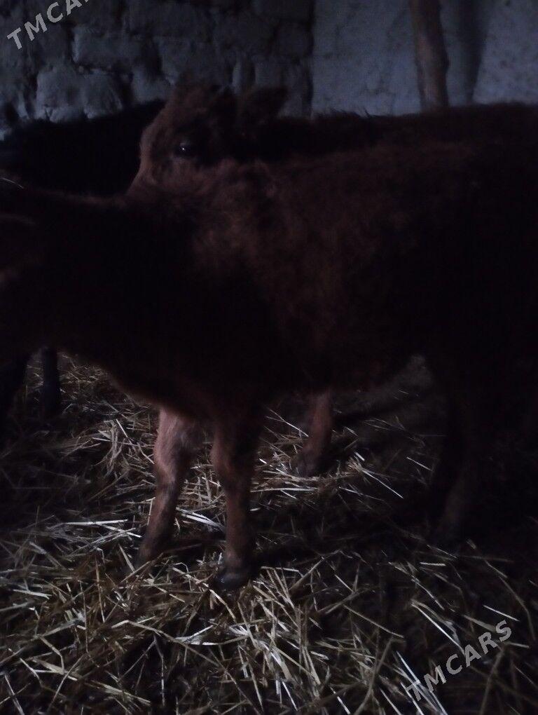 tüwe - Бахарден - img 1