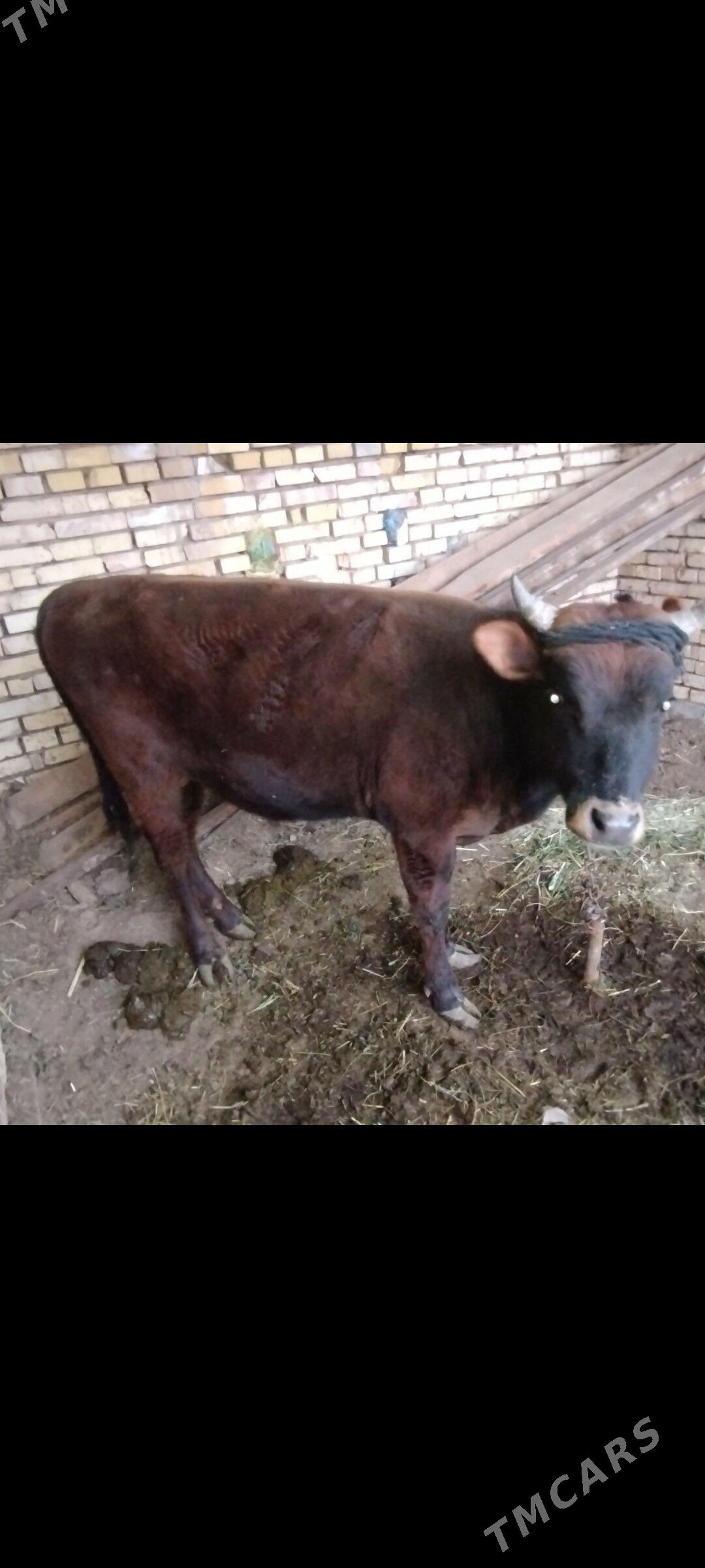 1.8 aý ýaşan öküz - Теджен - img 1