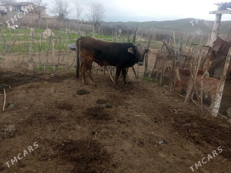 okuz - Magtymguly - img 1