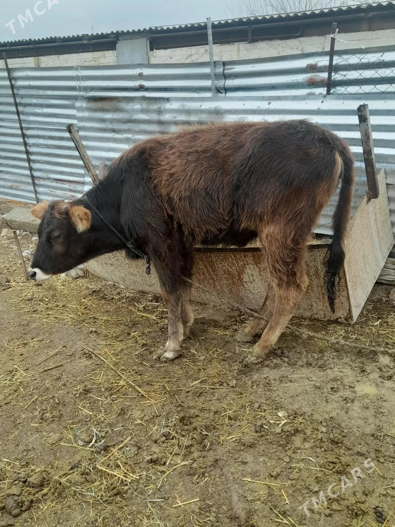 tuwe - Gökdepe - img 1