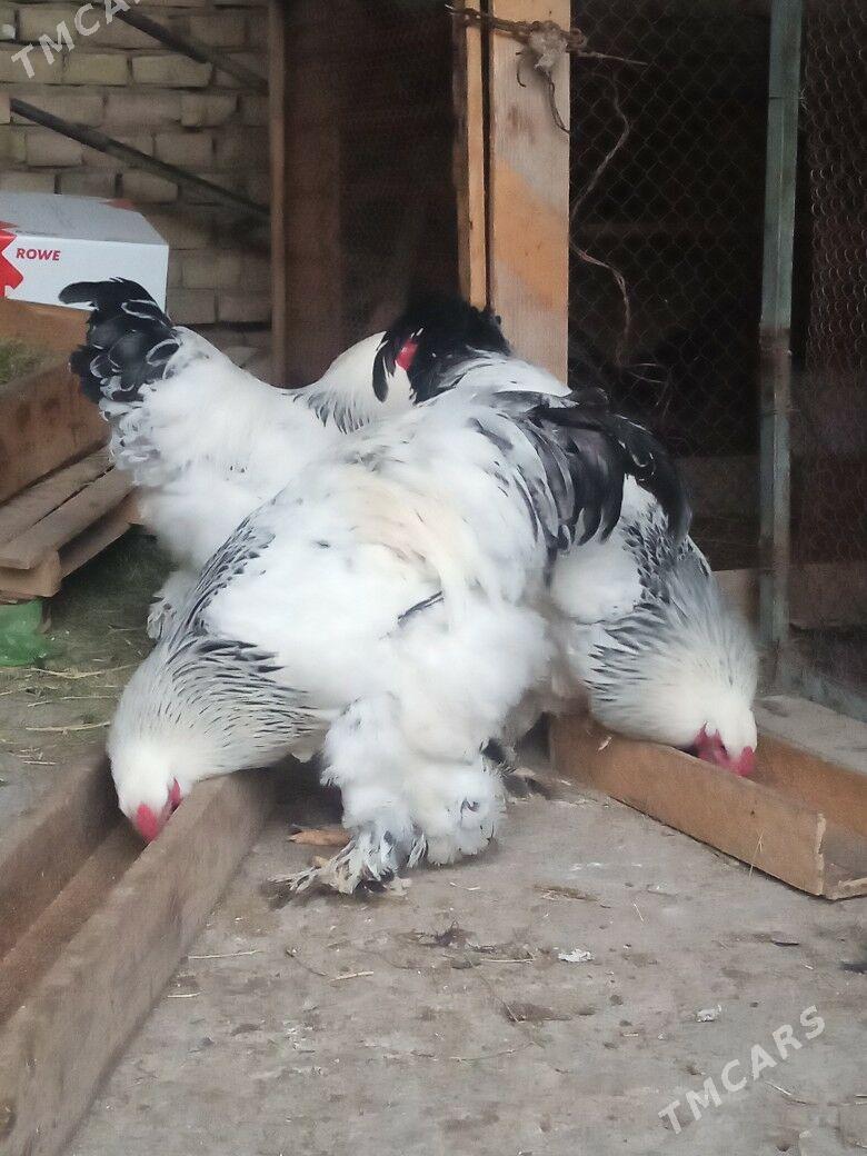 brama - Хитровка - img 1