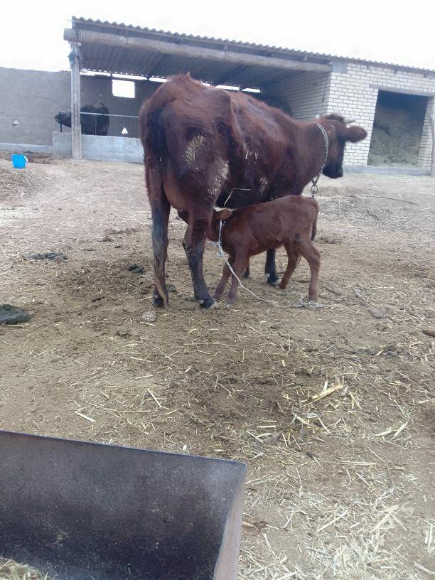 göleli sygyr. - Бабадайхан - img 1