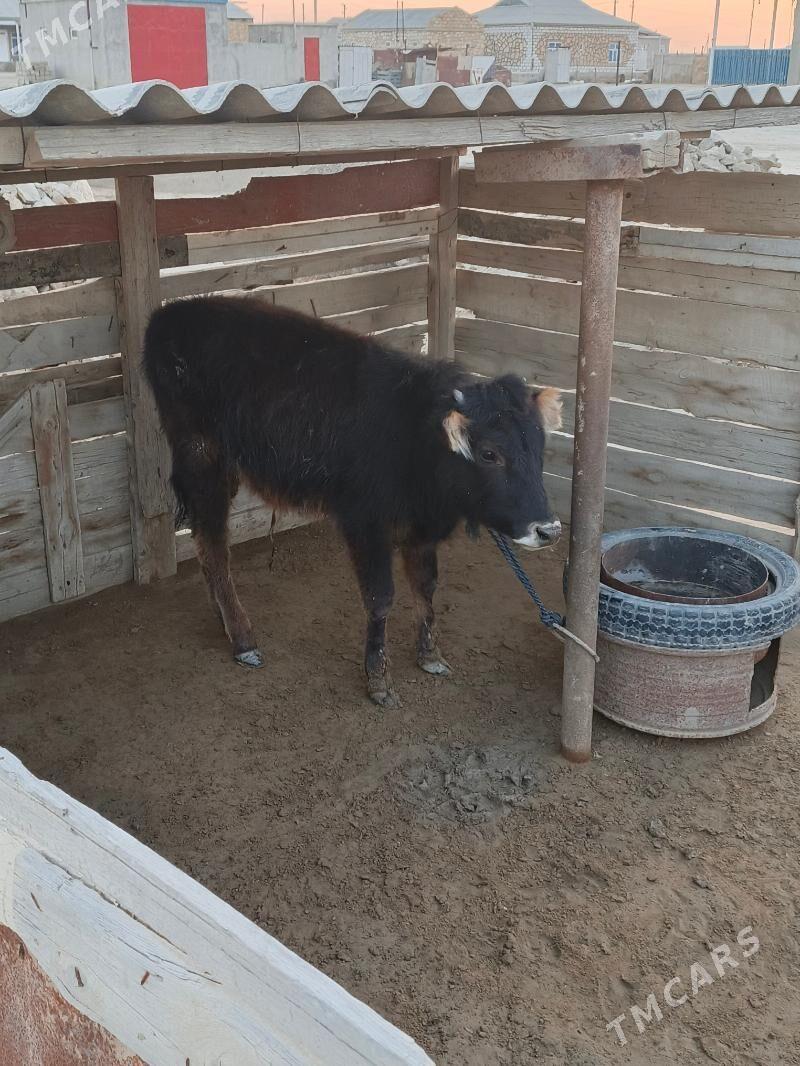 Öküzçe - Эсенгулы - img 1