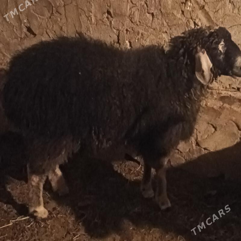 koç - Койтендаг - img 1