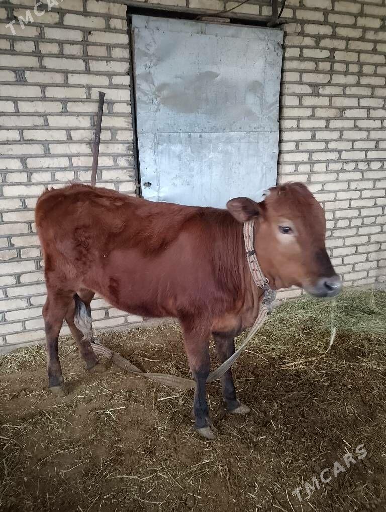 Göle - Векильбазар - img 1