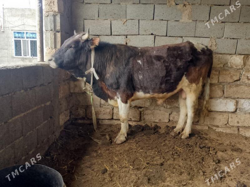 öküz - Gyzylarbat - img 1