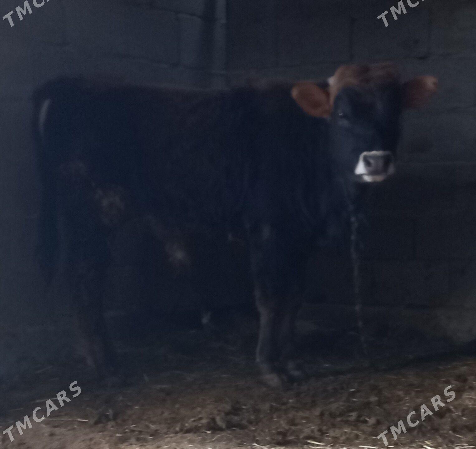 sives okuz - Бахарден - img 1