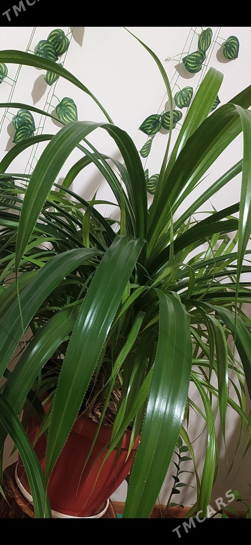 Домашние цветы, гул, gül - Mary - img 1