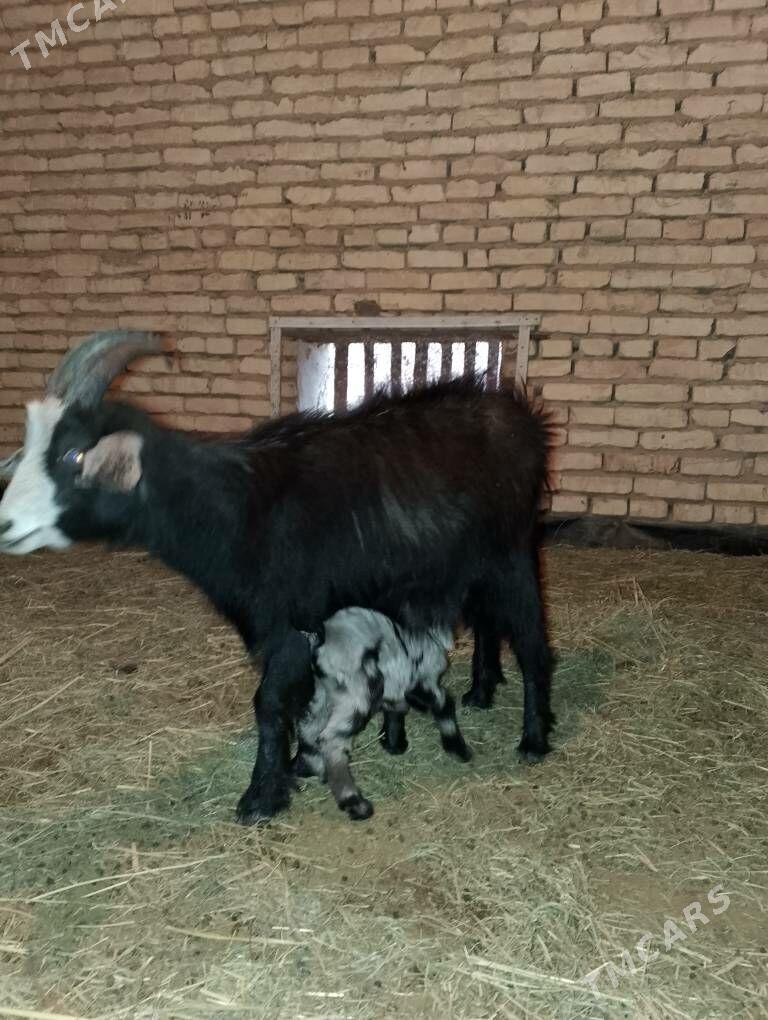 Owlakly Geçi - Векильбазар - img 1