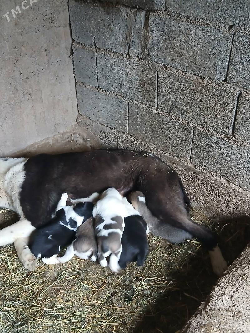 Alabay - Bagyr - img 1