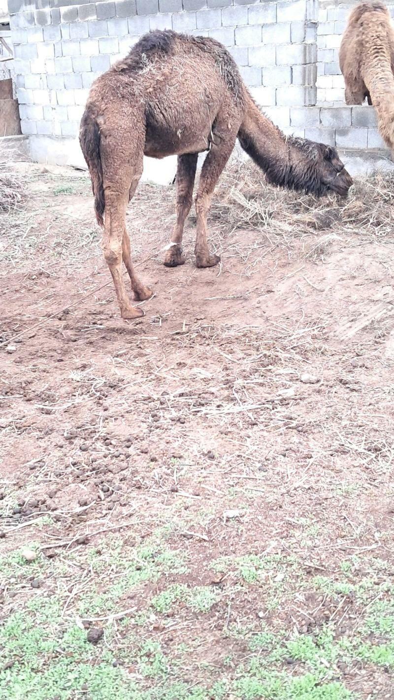 Düÿe - Gökdepe - img 1