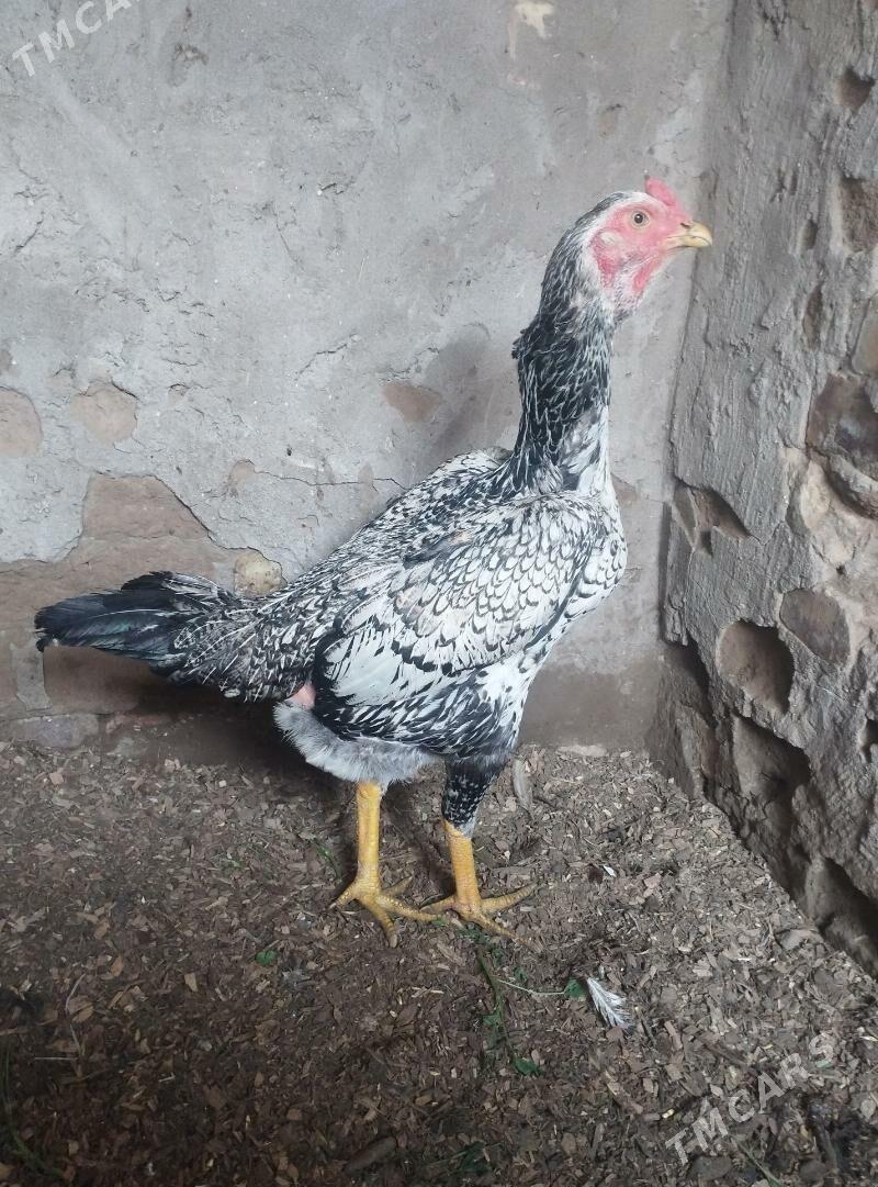 Shamo ozbek - Kerki - img 1